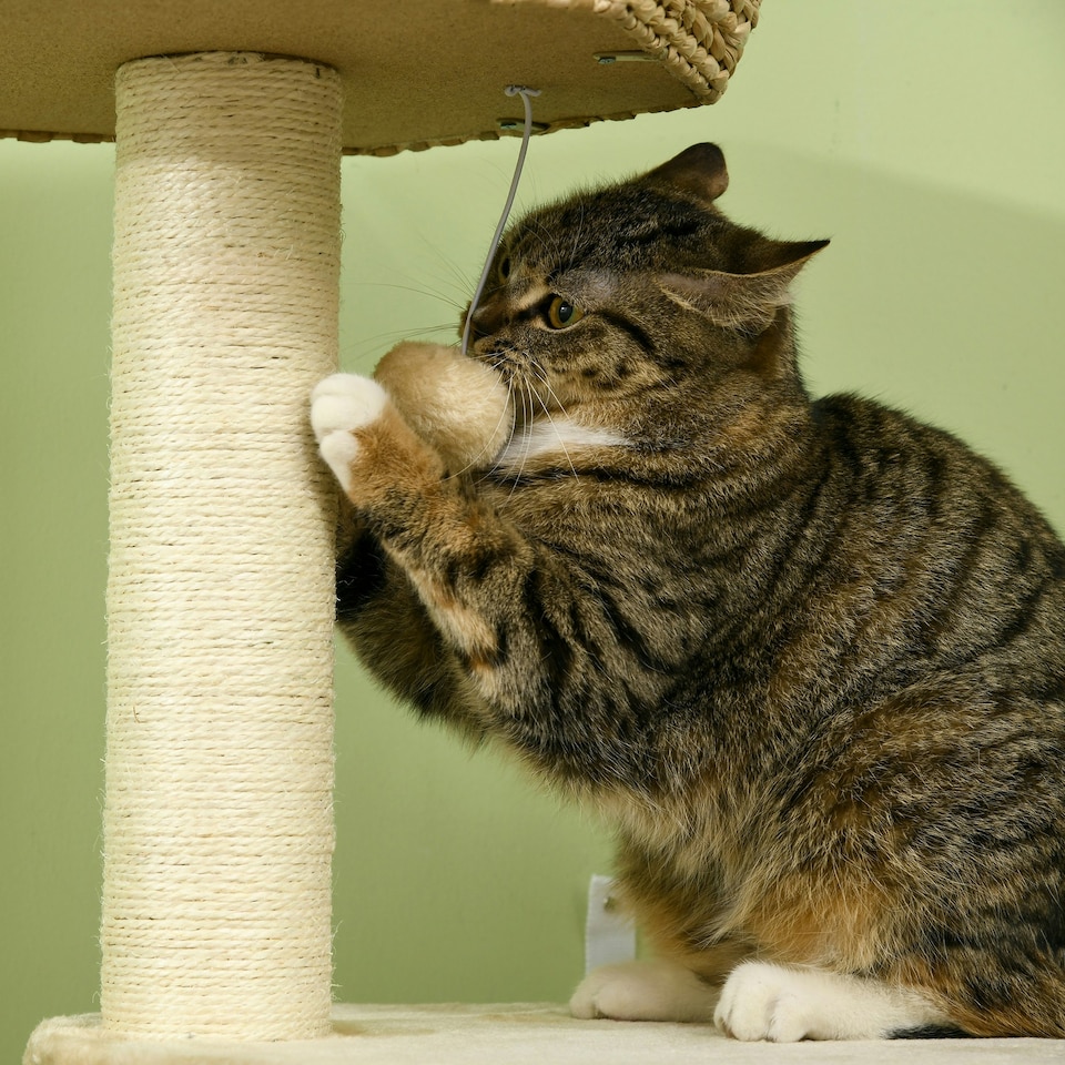 image 1 of PawHut Cat Tree Tower with Cattail Bed, Sisal Post, 119cm, Natural Tone