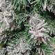 image 3 of 5.5ft (1.7m) Premier Snow Flocked Spruce Pine Slim Christmas Tree in Green