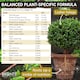 image 5 of Buxus Feed Controlled-Release Fertiliser Plant Food Box Hedges & Topiary Easy-Apply Granules for Dense Healthy Growth 120g Pouch