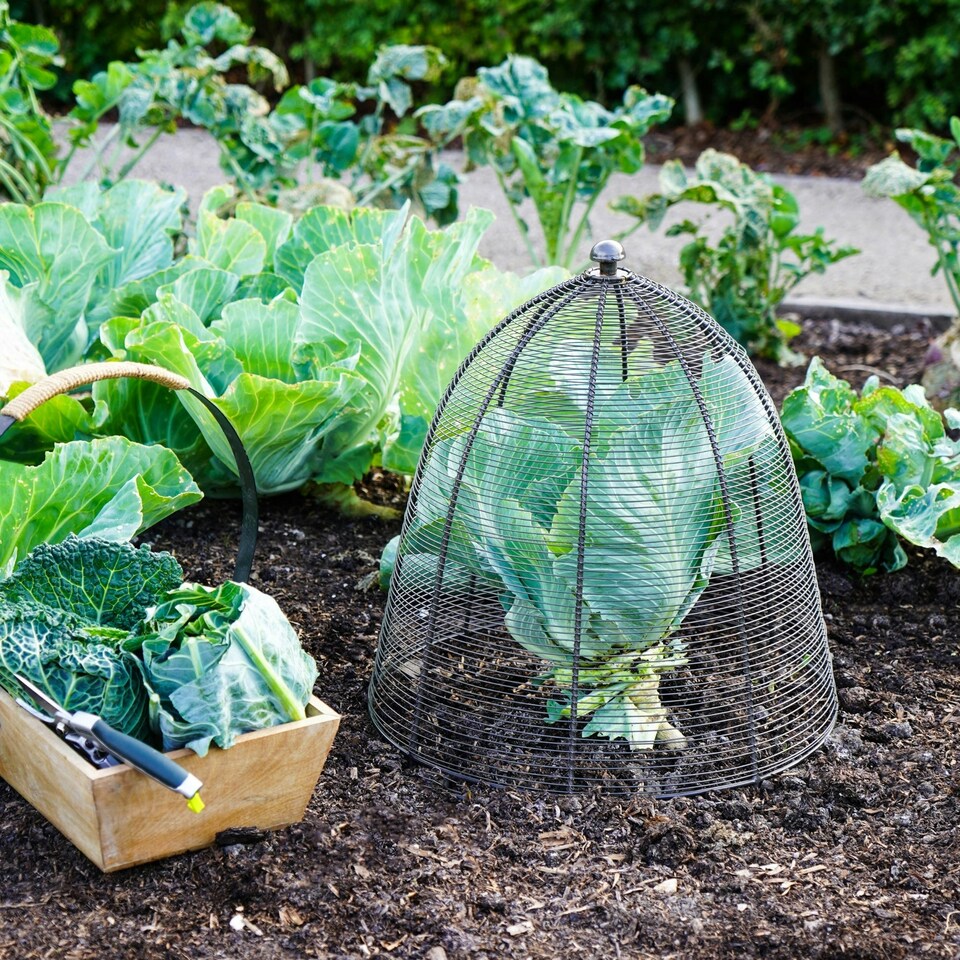 image 1 of Outdoor Wired Plant Protector