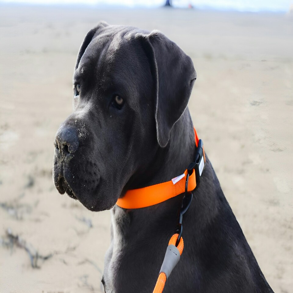 image 1 of HugglePets Snappy Adjustable Dog Collar Red | L