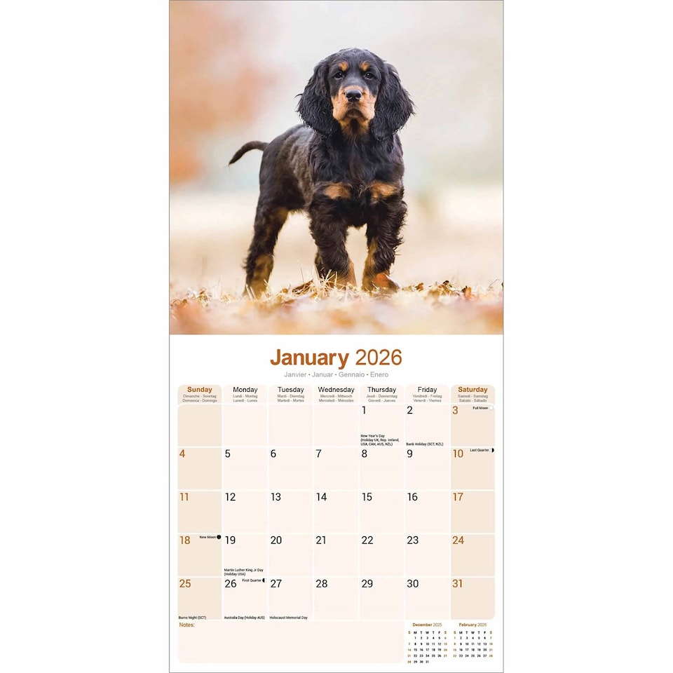 image 1 of Gordon Setter 2026 Calendar | Square Wall Calendar | Dog Breed Gift | Plastic Free Packaging | by Avonside Publishing