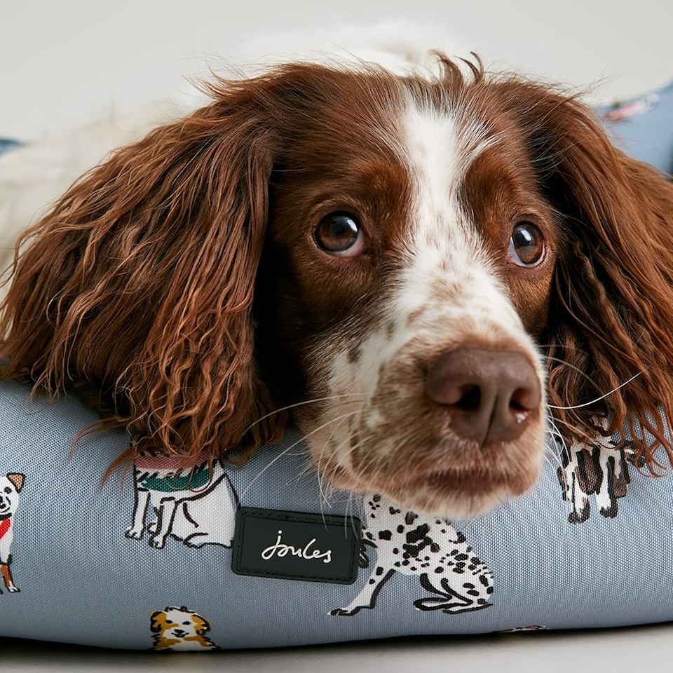 image 1 of Joules Rainbow Dog Box Bed | Grey | L | 1