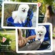image 10 of PawHut Pet Stroller Foldable Travel Carriage w/ Brake Basket Canopy, Blue