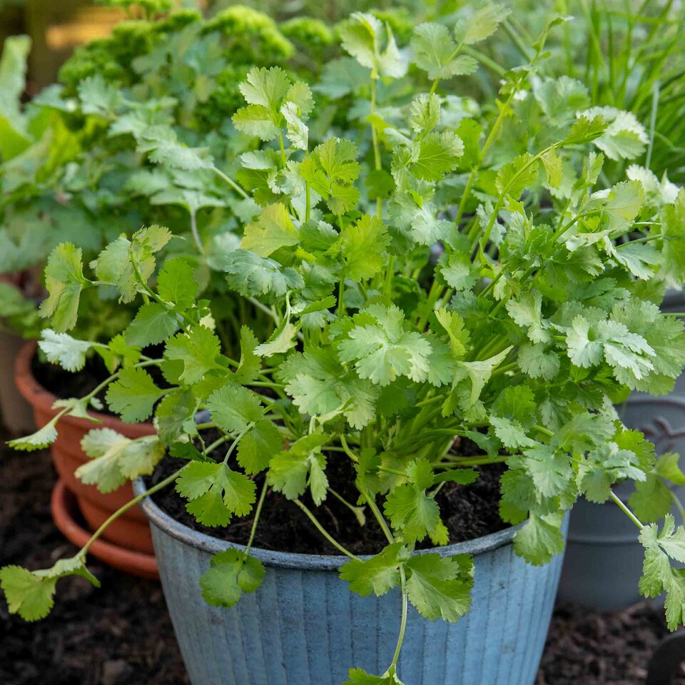 image 1 of Marshalls Garden Coriander Plant - 6 plug plants