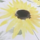 image 2 of Catherine Lansfield Sunflower Wallpaper - Yellow/White - 10m x 53cm Yellow