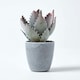 image 3 of Homescapes Purple and Green Aloe Vera Artificial Succulent in Grey Pot, 21 cm Tall