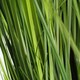 image 3 of Artificial 130cm Onion Grass Plant with Gold Metal Planter