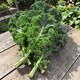 image 2 of Carbeth Plants 2 x Kale Dwarf Green Curled Vegetable Plant - 6 pack - Easy Grow Kitchen Garden