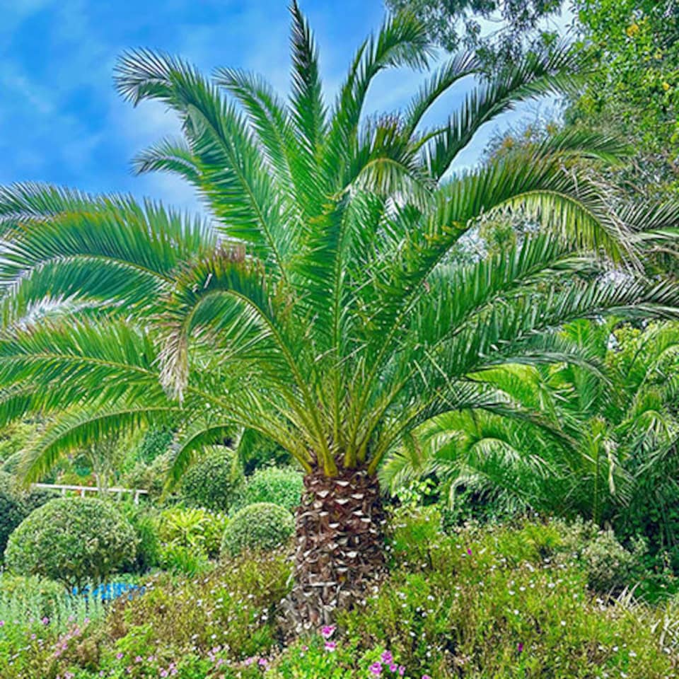 image 1 of YouGarden Phoenix Palm Tree, Established 55-75cm Tall Tree in a 14cm Pot