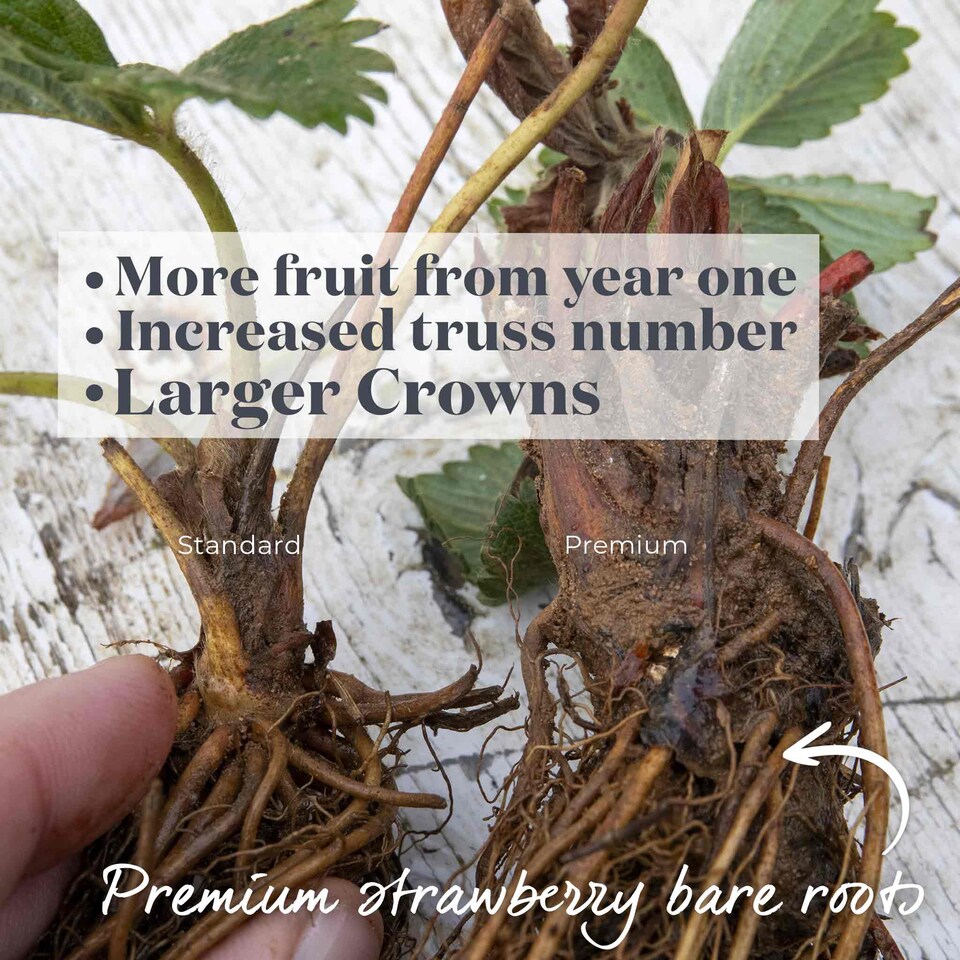 image 1 of Marshalls Garden Strawberry 'Malling Centenary' Premium 10 bare-Root Plants