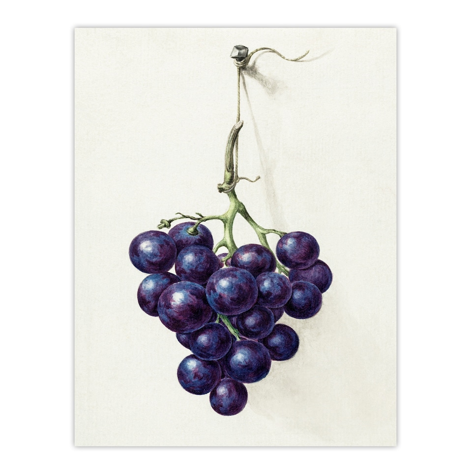 image 1 of Jean Bernard Framed Wall Art Print Bunch of Blue Grapes Oil Painting Home Décor