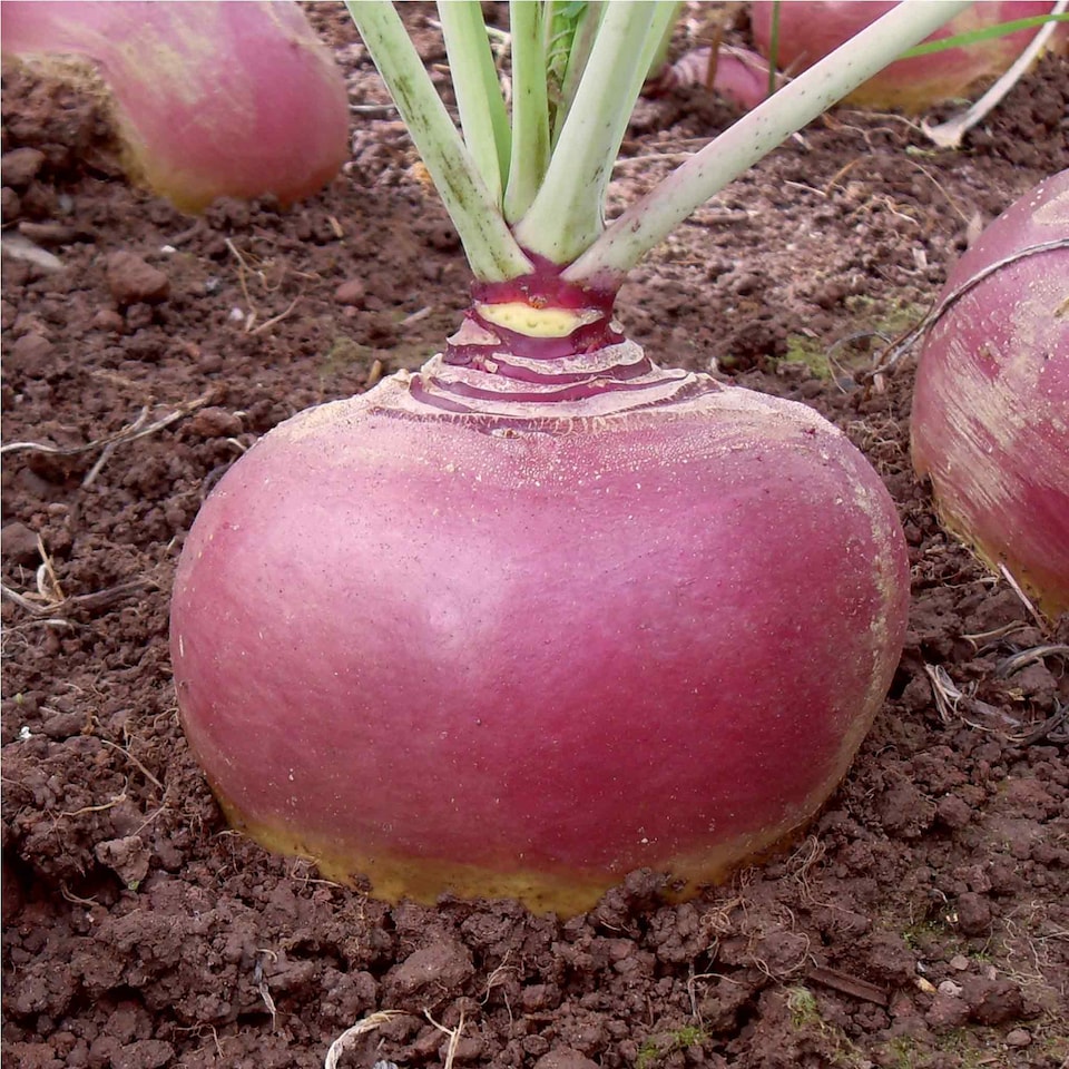 image 1 of Marshalls Garden Swede Seeds Tweed 100 seeds