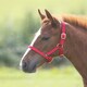 image 1 of Shires Foal Headcollar Red | Size: Foal
Colour: Red