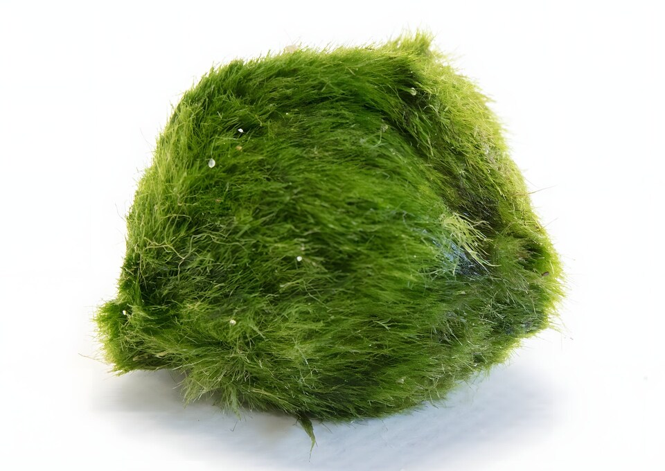 image 1 of Marimo Moss Ball (Cladophora aegagropila) - Live Aquarium Plant for Foreground & Carpeting, Low Light - Fish Tank Plant