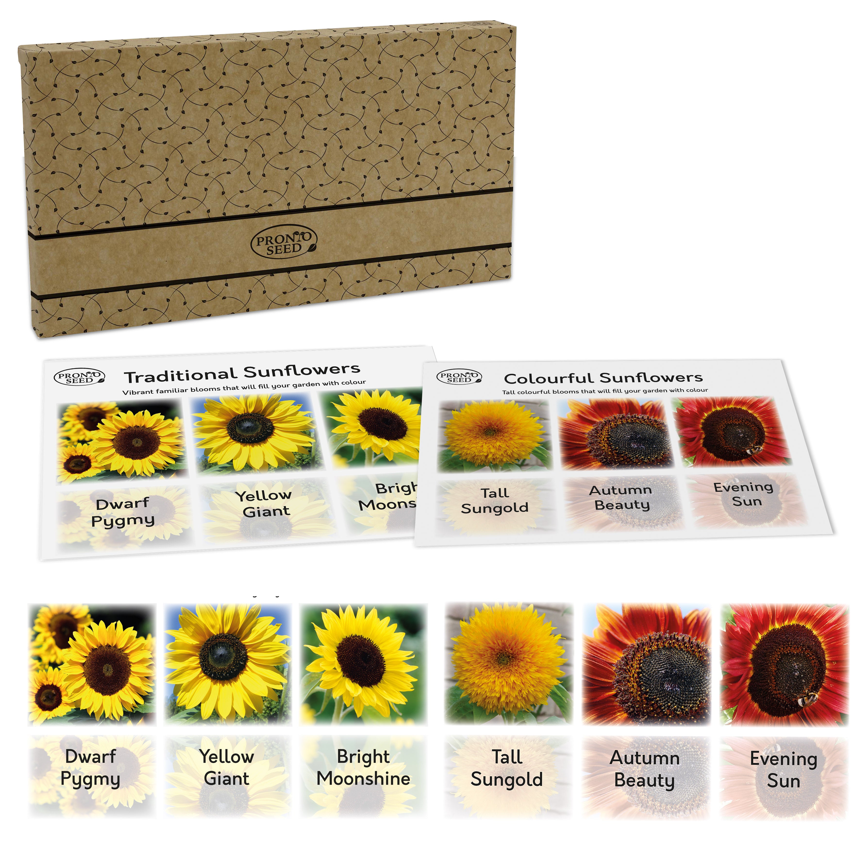 Pronto Seed Sunflower Bumper Pack - 6 Varieties, Colourful and