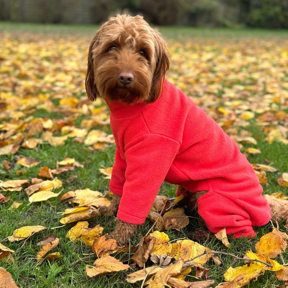 image 1 of Four Legged Dog Fleece - XS / Coral | Red | XS