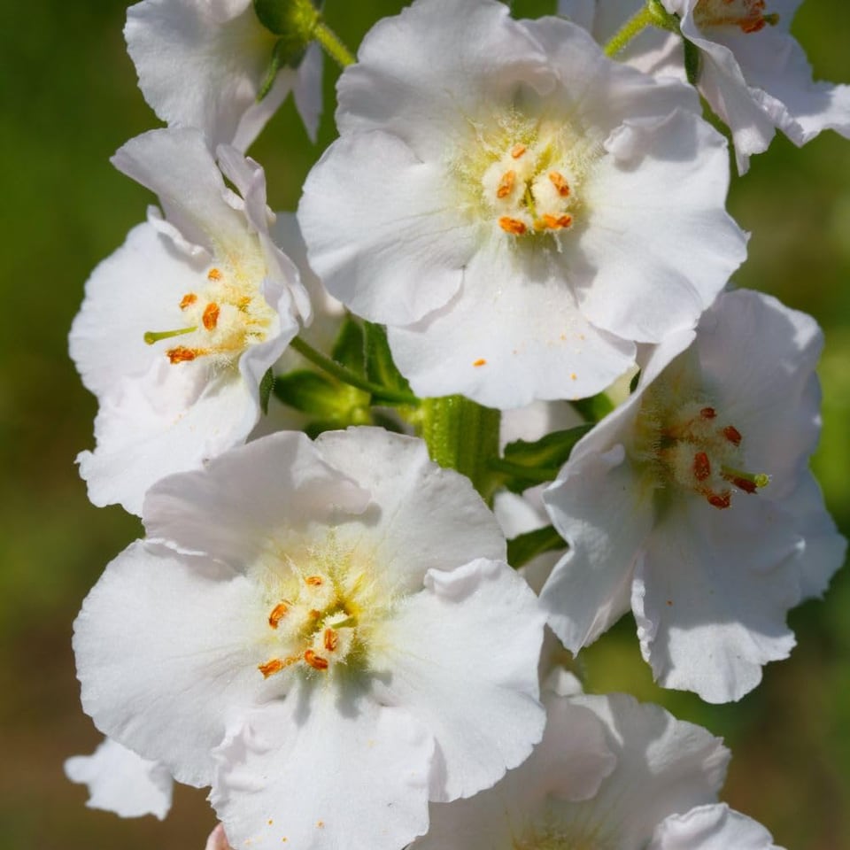 image 1 of Verbascum Snow Maiden White Mullein with Yellow Centers - 1 Litre Potted Plant