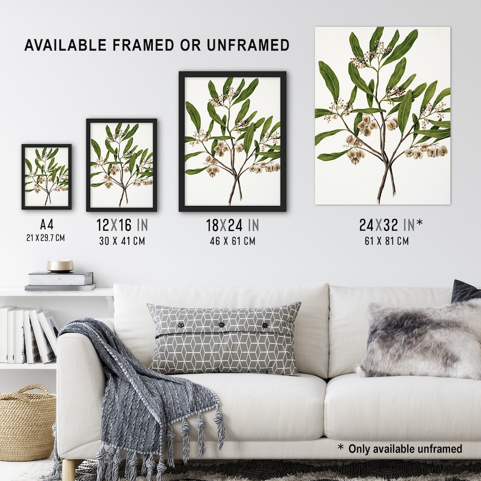 image 1 of New Zealand Akeake Hopbush Flowering Plant Featon Wall Art Poster Print 12X16"