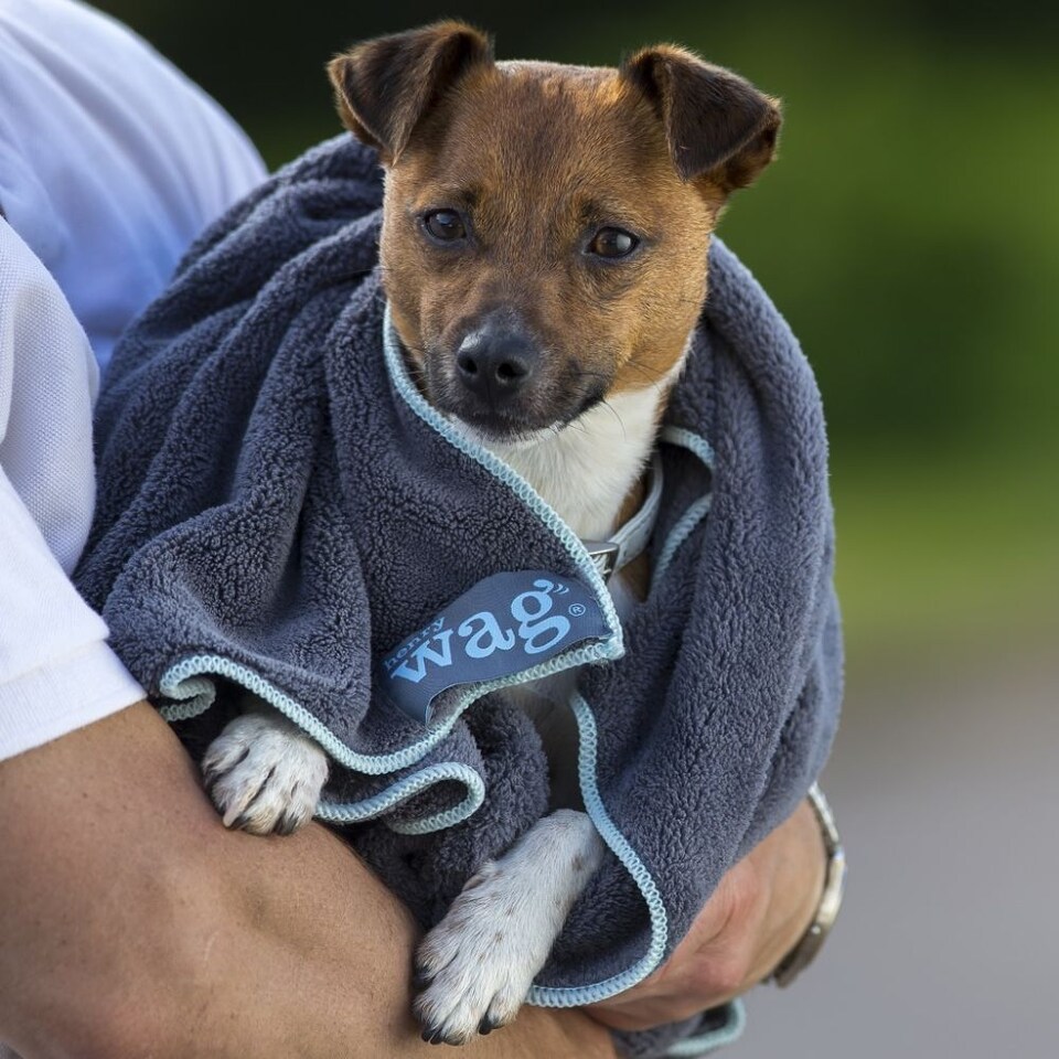 image 1 of Henry Wag Grey Pet Microfibre Cleaning Towel Size Large
