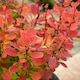 image 7 of Marshalls Garden Berberis 'Orange Rocket' 3 x 9cm