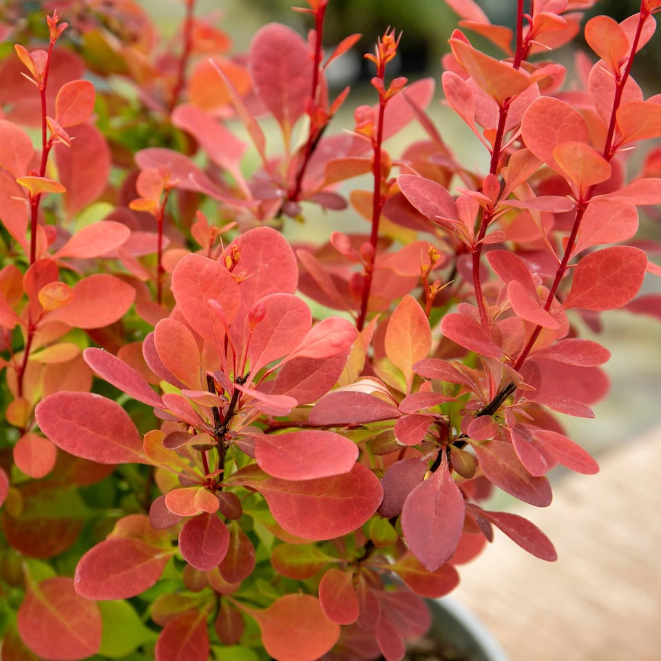 image 1 of Marshalls Garden Berberis 'Orange Rocket' 3 x 9cm
