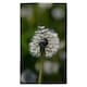 image 1 of Seedhead of a Dandelion in spring, on a field close up flower head, fluffy flower (Kitchen Towel)