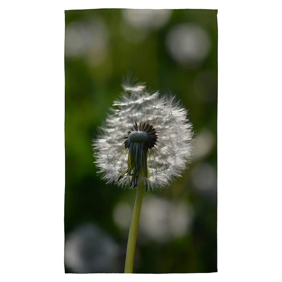 image 1 of Seedhead of a Dandelion in spring, on a field close up flower head, fluffy flower (Kitchen Towel)