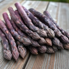 Carbeth Plants 25 x Asparagus Crown Erasmus Roots for Planting - Premium Quality Vegetable Perennials for Kitchen Gardens & Allotments