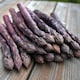 image 1 of Carbeth Plants 25 x Asparagus Crown Erasmus Roots for Planting - Premium Quality Vegetable Perennials for Kitchen Gardens & Allotments