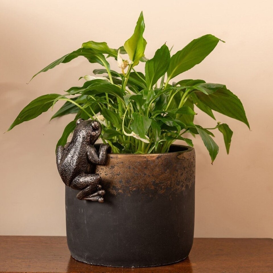 image 1 of Frog Plant Pot Hanger - L10.5 x W11 x H5 cm