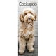 image 1 of Cockapoo Slim 2026 Calendar | Slimline Wall Calendar | Dog Breed Gift | Plastic Free Packaging | by Avonside Publishing [Calendar] Avonside Publishing Ltd