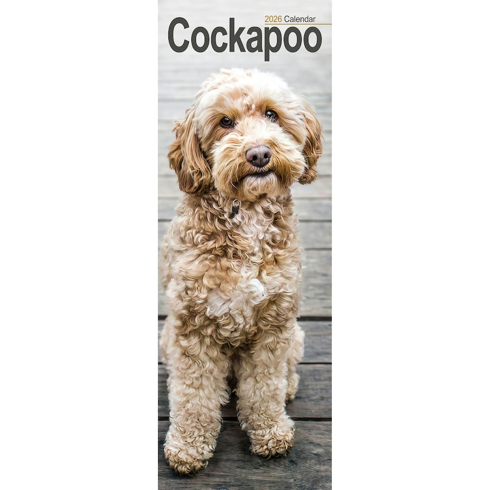 image 1 of Cockapoo Slim 2026 Calendar | Slimline Wall Calendar | Dog Breed Gift | Plastic Free Packaging | by Avonside Publishing [Calendar] Avonside Publishing Ltd