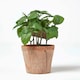 image 4 of Homescapes Artificial Basil Plant in Decorative Pot