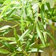 image 9 of Artificial Plant Bamboo Artificial Tree Height 120 cm with Pot