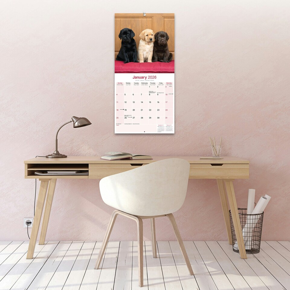 image 1 of Labrador Retrievers (Chocolate, Black, Yellow, Fox Red) 2026 Calendar | Square Wall Calendar | Dog Breed Gift | Plastic Free Packaging | by Avonside Publishing