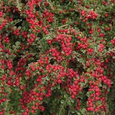 Cotoneaster horizontalis 9cm Potted Plant x 1