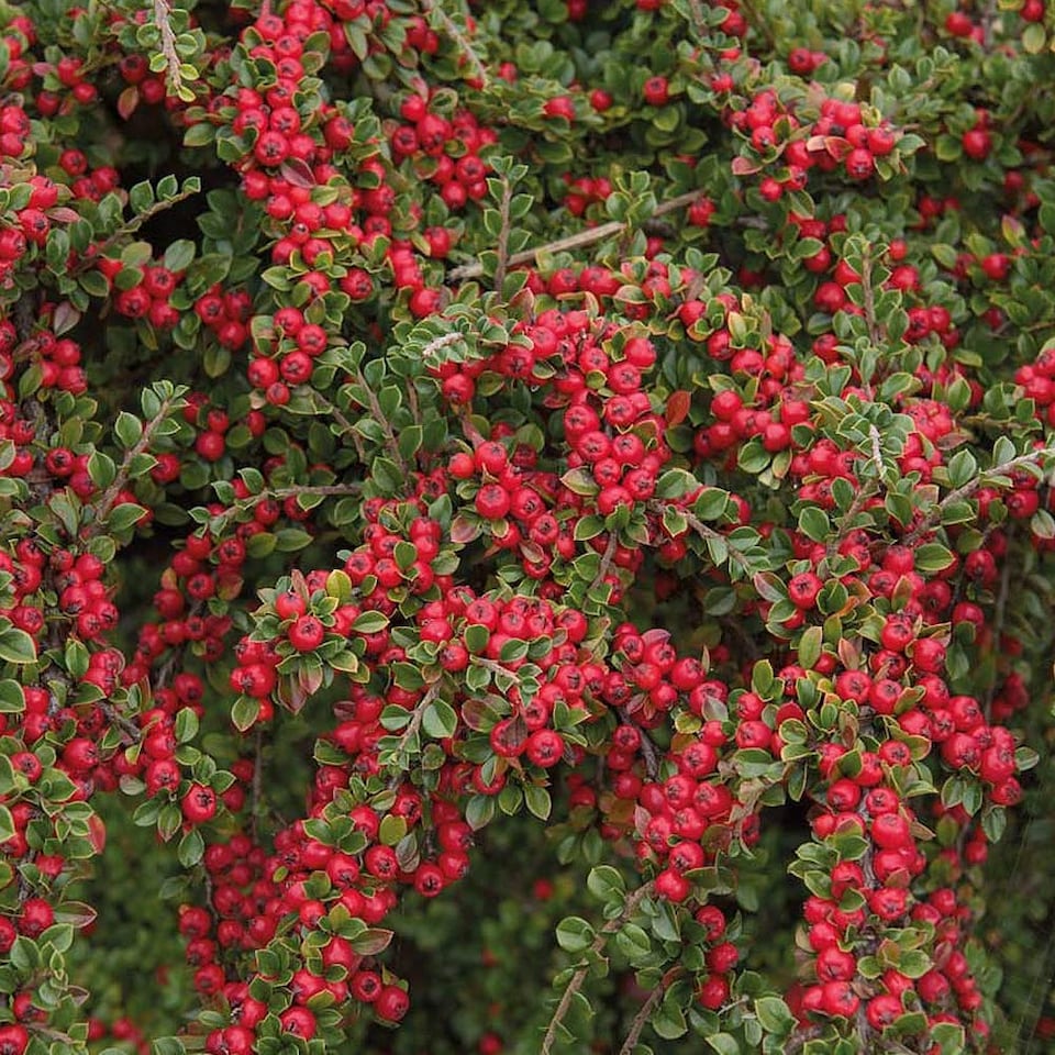 Cotoneaster horizontalis 9cm Potted Plant x 1
