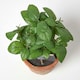 image 2 of Homescapes Artificial Basil Plant in Decorative Pot