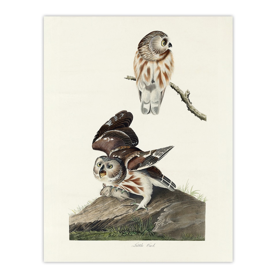image 1 of Birds Of America Little Owls Audubon Nature Huge Wall Art Print 18X24 In