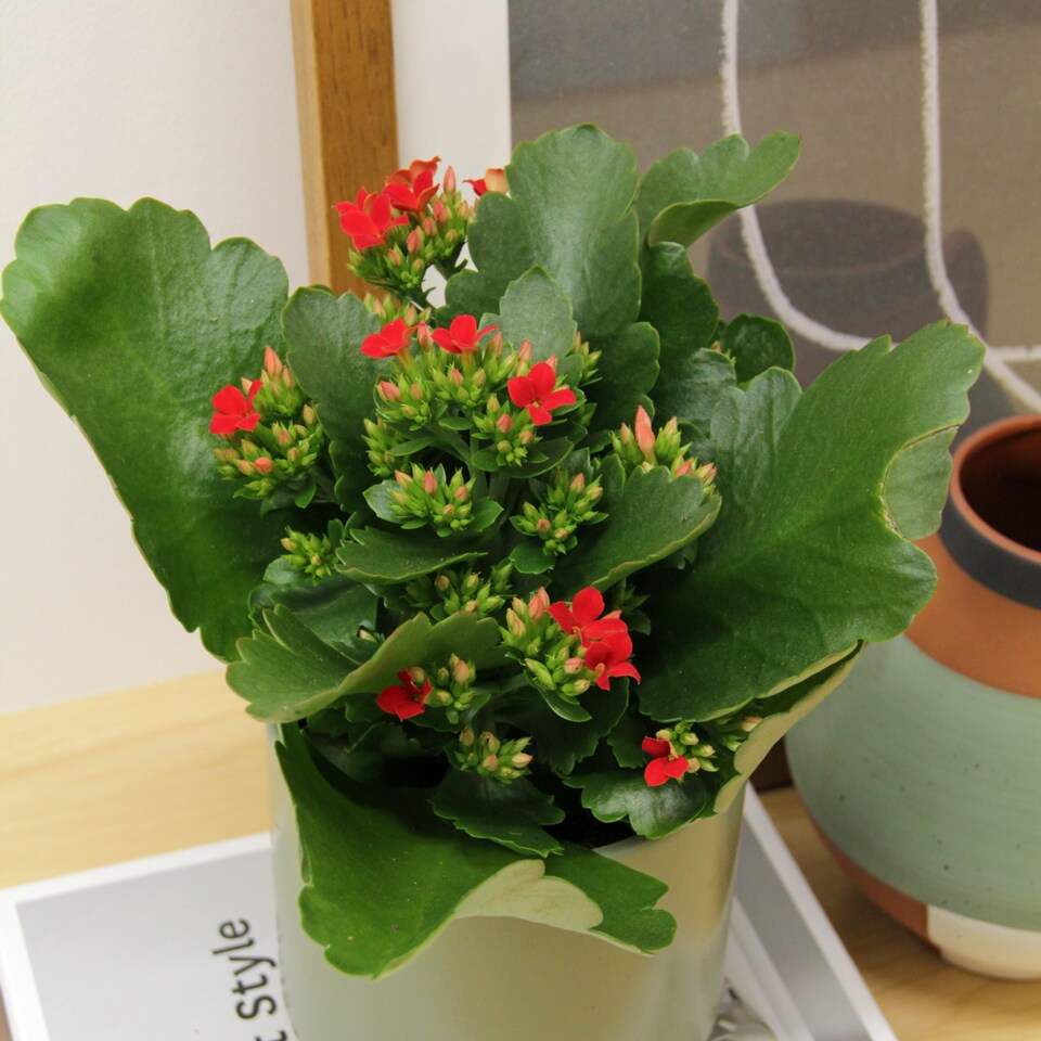 image 1 of 2 x Red Real Kalanchoe Plants Flaming Katy in 10.5cm Pots - Low Maintenance Live Flowering Succulent Houseplant