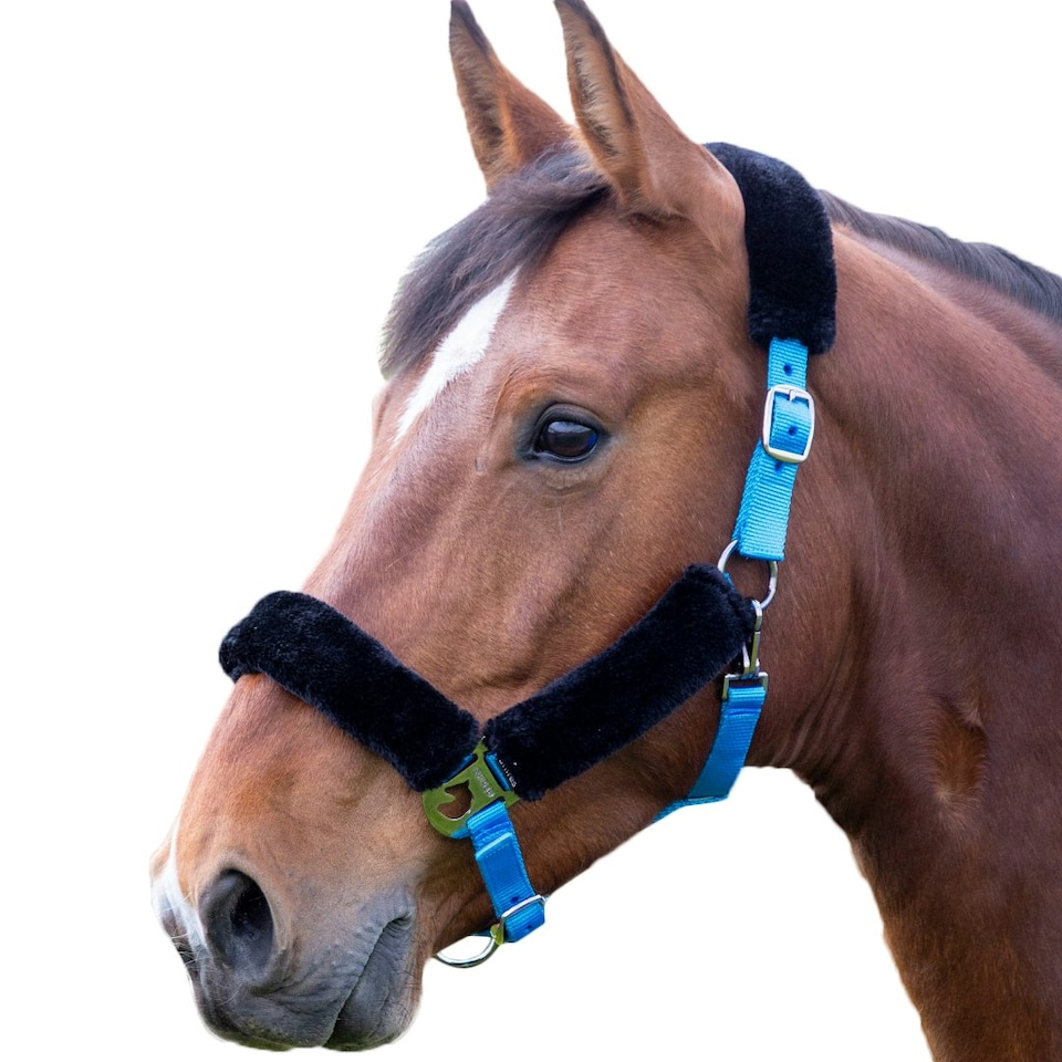 Shires Fleece Lined Horse Headcollar - Blue - Pony