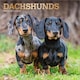 image 1 of Dachshunds 2026 Square Flap Foil Calendar