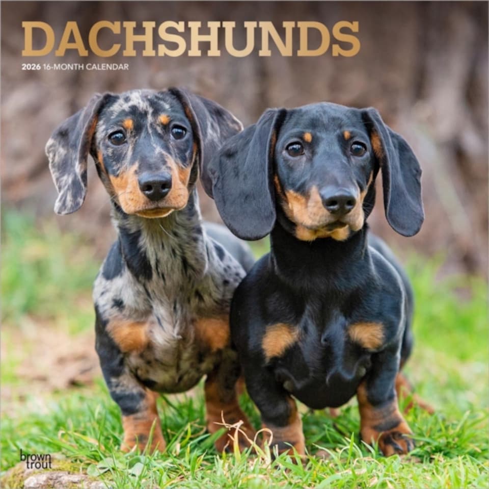 image 1 of Dachshunds 2026 Square Flap Foil Calendar