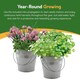 image 6 of Pronto Seed Grow Your Own Herb Kit with Galvanised Buckets - Herb Bucket Duo | Multi