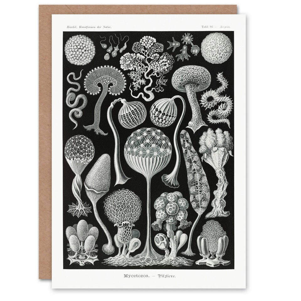 image 1 of Ernst Haeckel Art Card Mycetozoa Intricate Slime Molds