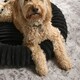 image 4 of OHS Ribbed Round Plush Plump Soft Warm Cosy Pet Dog Cat Cushioned Donut Bed Black | L