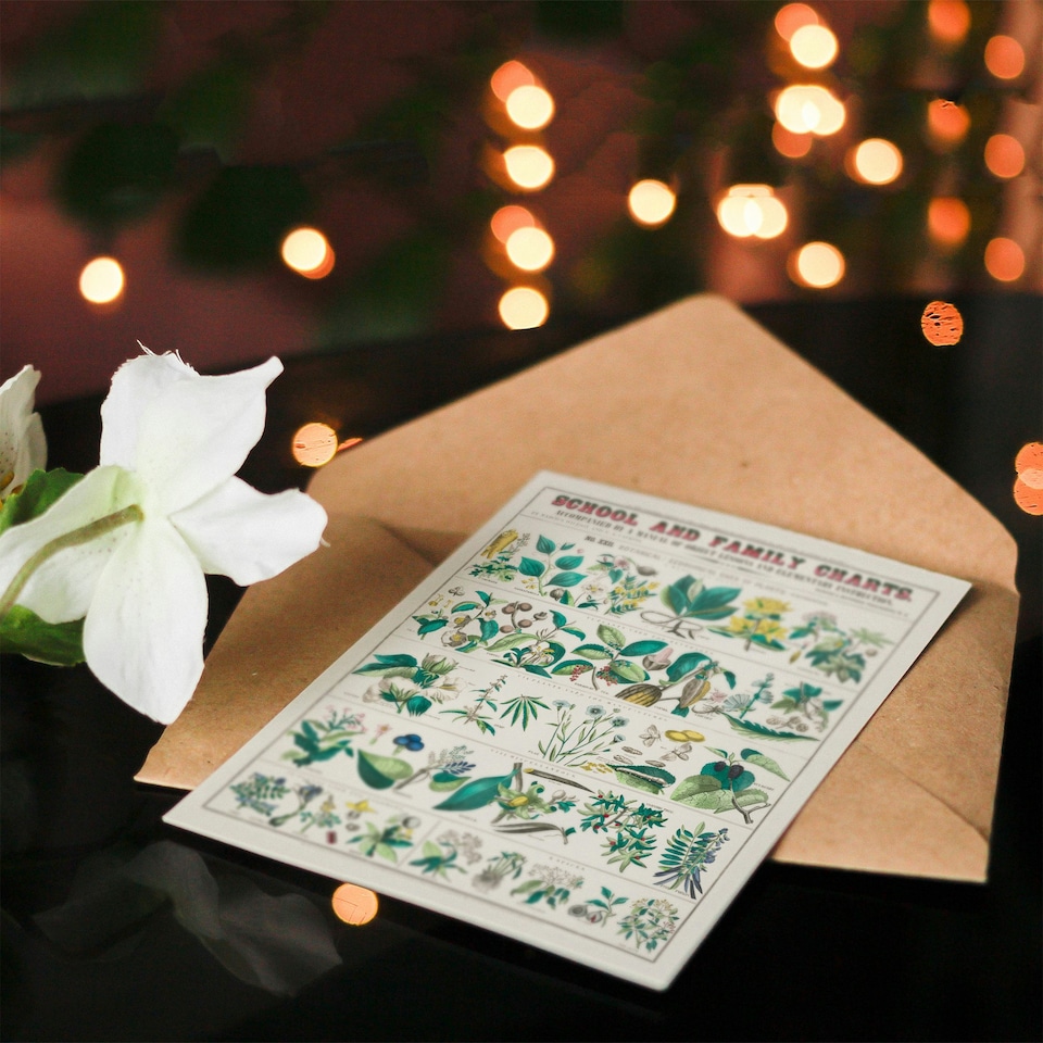 image 1 of Willson and Calkins Art Card Vintage Botanical Chart No XXII