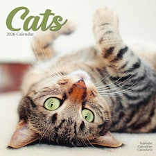 Cats 2026 Calendar | Square Wall Calendar | Cat Gift | Plastic Free Packaging | by Avonside Publishing