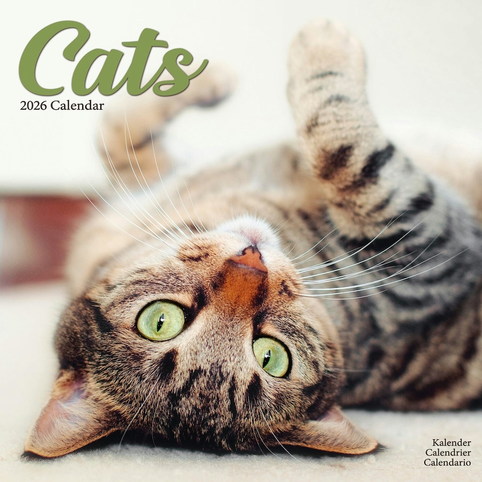 image 1 of Cats 2026 Calendar | Square Wall Calendar | Cat Gift | Plastic Free Packaging | by Avonside Publishing